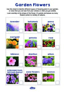 KS2 home learning – garden visitors – garden flowers identification ...